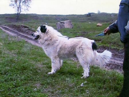 Прикачена снимка