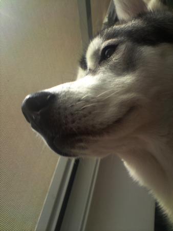 Прикачена снимка