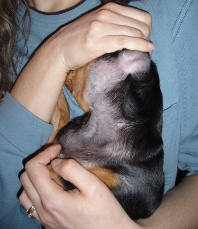 Прикачена снимка