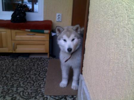 Прикачена снимка