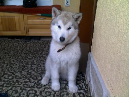 Прикачена снимка