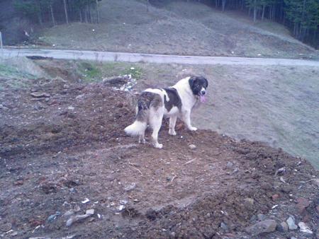 Прикачена снимка