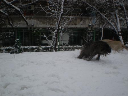 Прикачена снимка