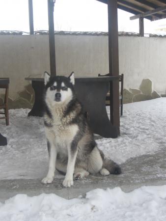 Прикачена снимка