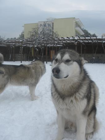 Прикачена снимка
