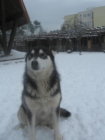 Прикачена снимка