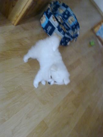 Прикачена снимка