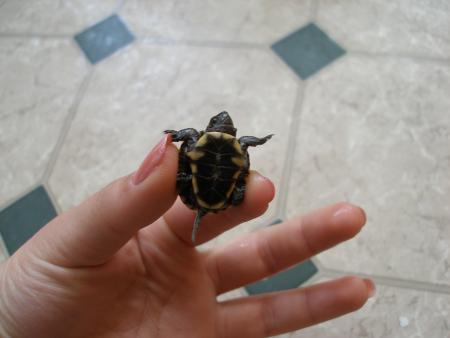 Прикачена снимка