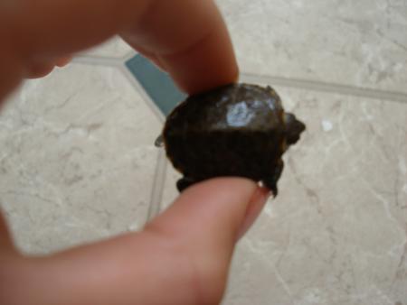 Прикачена снимка