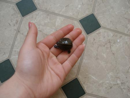 Прикачена снимка