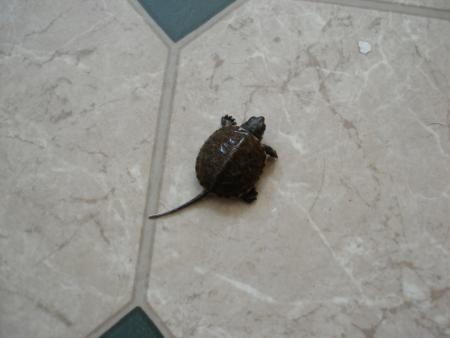 Прикачена снимка