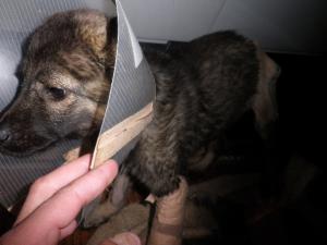 Прикачена снимка