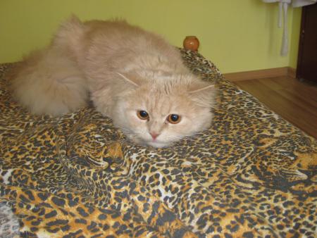 Прикачена снимка