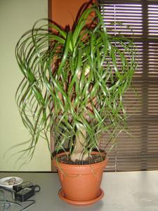 Прикачена снимка