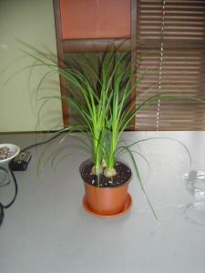 Прикачена снимка