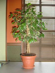 Прикачена снимка