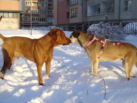Прикачена снимка