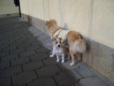 Прикачена снимка