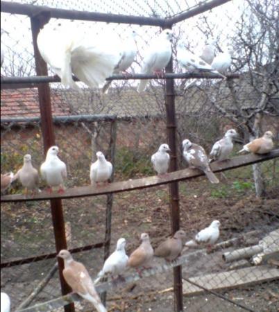 Прикачена снимка