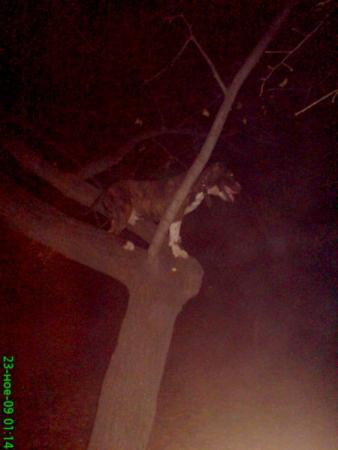 Прикачена снимка