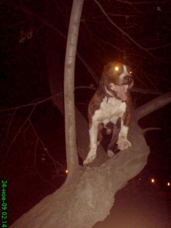 Прикачена снимка