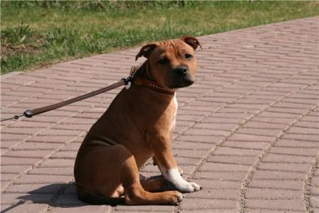 Прикачена снимка