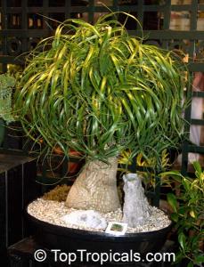 Прикачена снимка