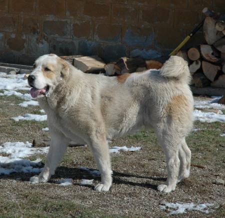 Прикачена снимка