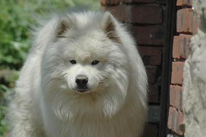 Прикачена снимка