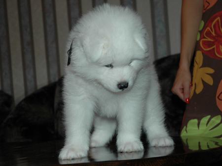 Прикачена снимка