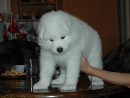 Прикачена снимка