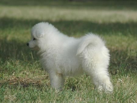 Прикачена снимка