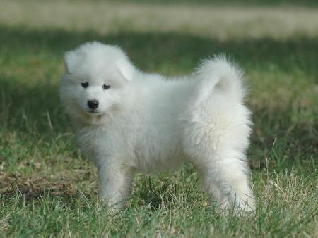 Прикачена снимка