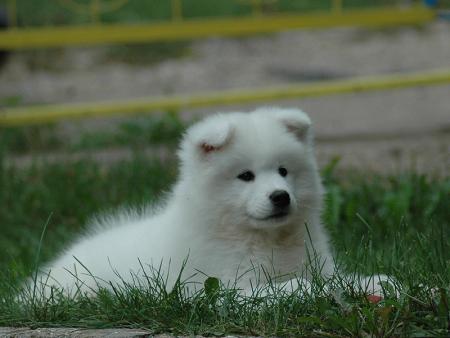 Прикачена снимка