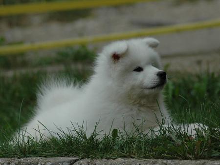 Прикачена снимка