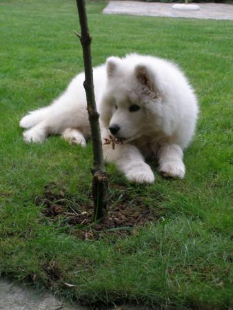 Прикачена снимка