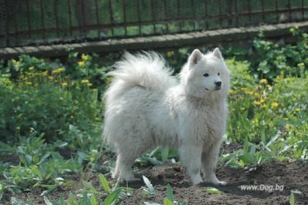 Прикачена снимка