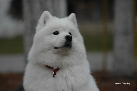 Прикачена снимка
