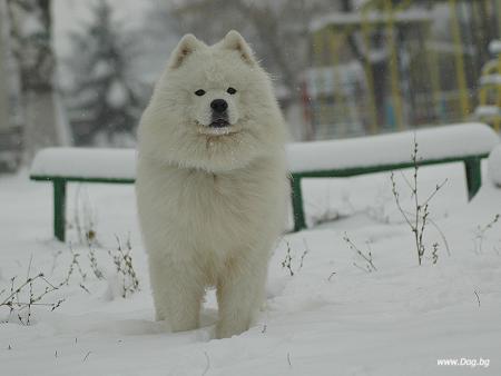Прикачена снимка