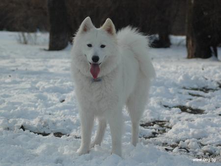 Прикачена снимка