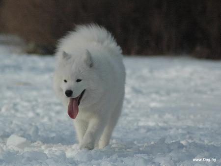 Прикачена снимка
