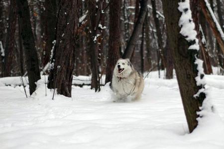 Прикачена снимка