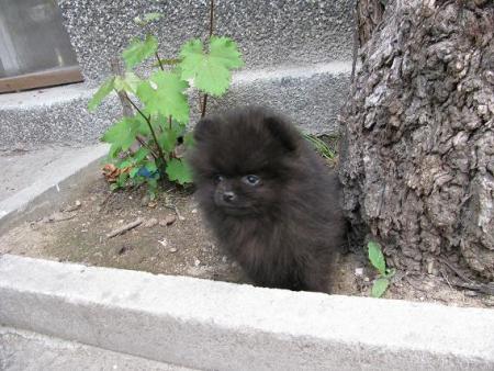 Прикачена снимка