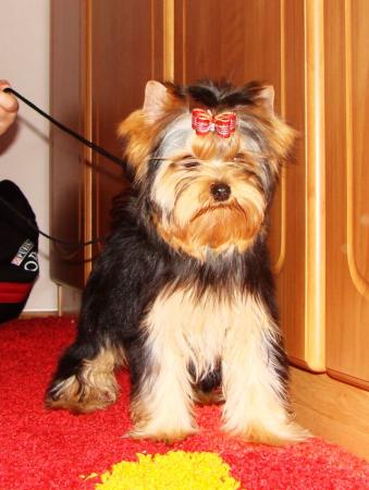 Прикачена снимка