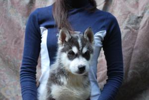 Прикачена снимка