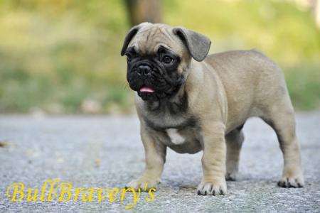 Прикачена снимка