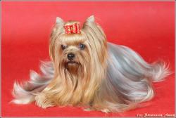 Прикачена снимка