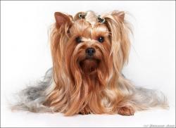 Прикачена снимка