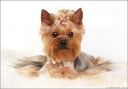 Прикачена снимка