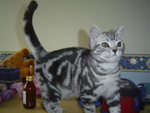 Прикачена снимка